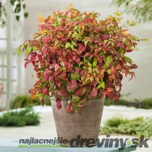 Nandina domáca (nebeský bambus) Fire Power 30/40 cm, v črepníku 4,5l Nandina domestica Fire Power