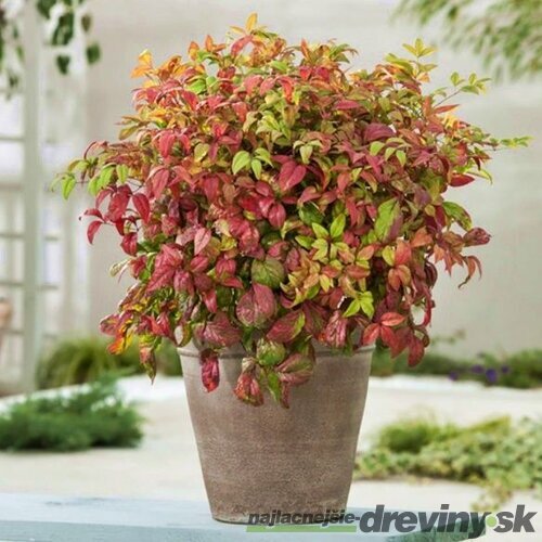 Nandina domáca (nebeský bambus) Fire Power 30/40 cm, v črepníku 4,5l Nandina domestica Fire Power