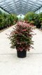 Nandina domestica (nebeský bambus) 100/140 cm, v črepníku 35ll Nandina domestica