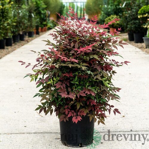 Nandina domestica (nebeský bambus) 100/140 cm, v črepníku 35ll Nandina domestica