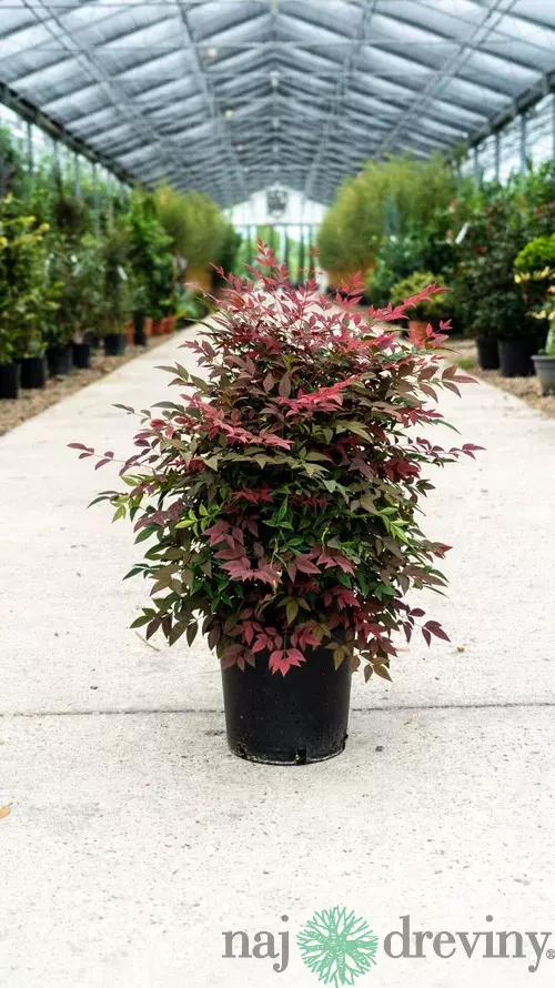 Nandina domestica (nebeský bambus) 100/140 cm, v črepníku 35ll Nandina domestica