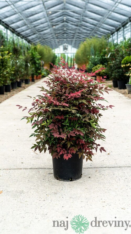 Nandina domestica (nebeský bambus) 100/140 cm, v črepníku 35ll Nandina domestica