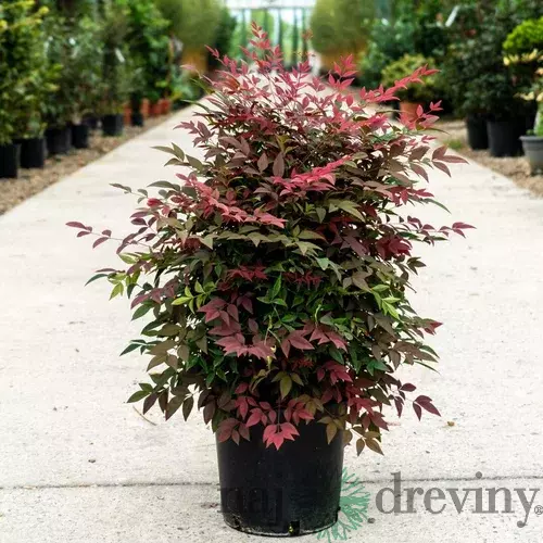 Nandina domestica (nebeský bambus) 100/140 cm, v črepníku 35ll Nandina domestica