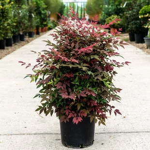 Nandina domestica (nebeský bambus) 100/140 cm, v črepníku 35ll Nandina domestica
