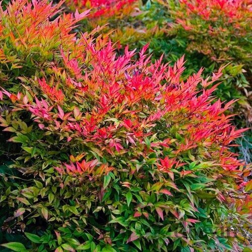 Nandina domestica nebeský bambus Gulf Stream 20/40 cm, v črepníku 2l Nandina domestica Gulf Stream