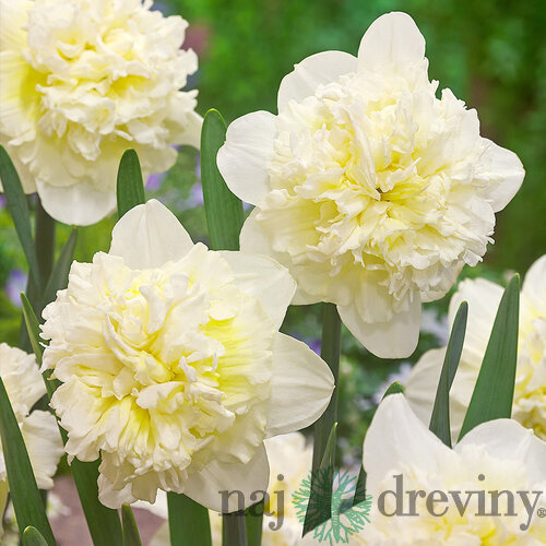 Narcis Ice King, výška 15/+ cm, v črepníku 3l NARCISSUS ICE KING