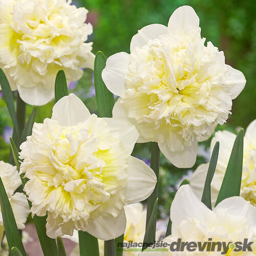 Narcis Ice King, výška 15/+ cm, v črepníku 3l NARCISSUS ICE KING