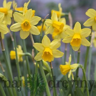 Narcis TÊTE-Á-TÊTE, 5 ks v balení NARCISSUS TÊTE-Á-TÊTE