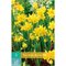 Narcis TÊTE-Á-TÊTE, 8 ks v balení NARCISSUS TÊTE-Á-TÊTE