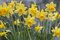Narcis TÊTE-Á-TÊTE, 8 ks v balení NARCISSUS TÊTE-Á-TÊTE