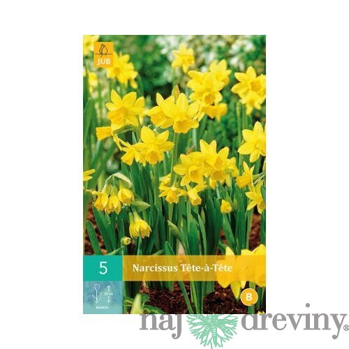 Narcis TÊTE-Á-TÊTE, 8 ks v balení NARCISSUS TÊTE-Á-TÊTE
