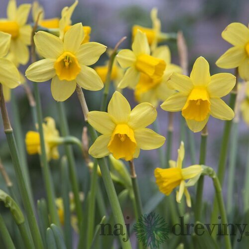 Narcis TÊTE-Á-TÊTE, 8 ks v balení NARCISSUS TÊTE-Á-TÊTE