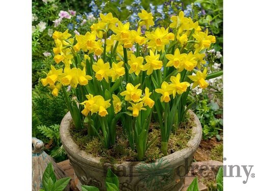 Narcis TÊTE-Á-TÊTE, v črepníku 3l NARCISSUS TÊTE-Á-TÊTE