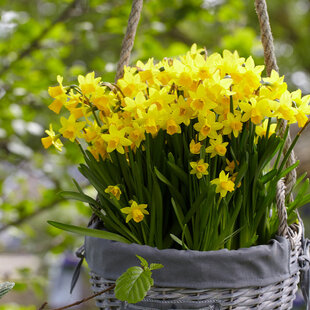 Narcis TÊTE-Á-TÊTE, v črepníku 3l NARCISSUS TÊTE-Á-TÊTE