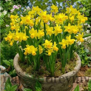 Narcis TÊTE-Á-TÊTE, v črepníku 3l NARCISSUS TÊTE-Á-TÊTE