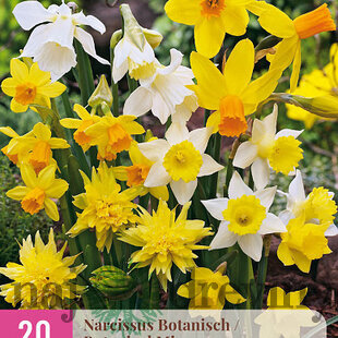 Narcisy-mix botanických druhov 20ks v balení NARCISSUS