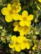 Nátržník krovitý Goldfinger v črepníku Potentilla fruticosa Goldfinger