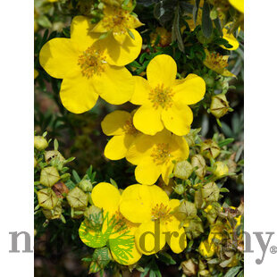 Nátržník krovitý Goldfinger v črepníku Potentilla fruticosa Goldfinger