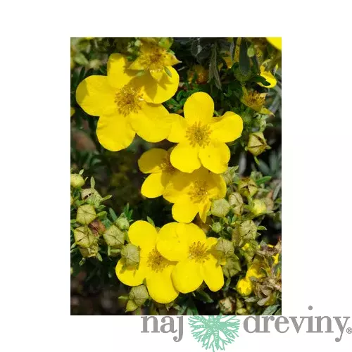 Nátržník krovitý Goldfinger v črepníku Potentilla fruticosa Goldfinger