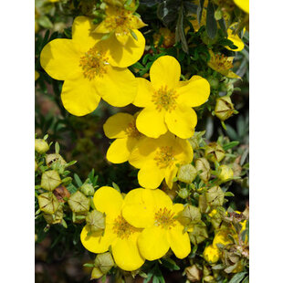 Nátržník krovitý Goldfinger v črepníku Potentilla fruticosa Goldfinger