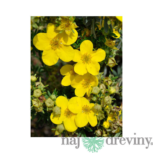 Nátržník krovitý Goldfinger v črepníku Potentilla fruticosa Goldfinger