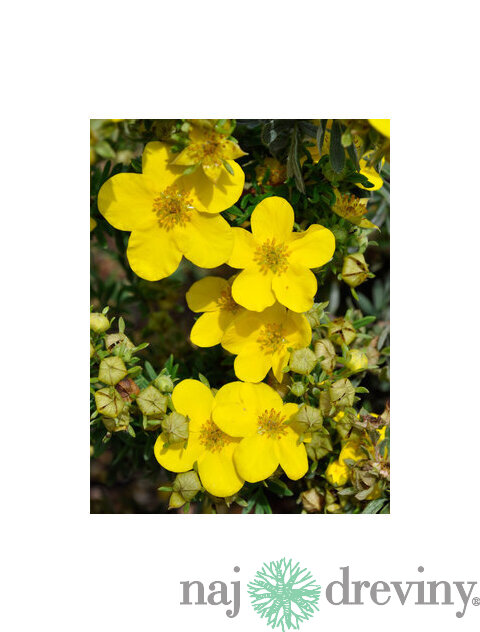 Nátržník krovitý Goldfinger v črepníku Potentilla fruticosa Goldfinger