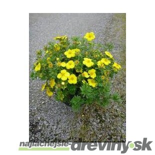 Nátržník krovitý Goldstar, 20/30 cm, v črepníku 1,5l Potentilla fruticosa Goldstar