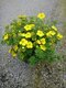 Nátržník krovitý Goldstar, 20/30 cm, v črepníku 1,5l Potentilla fruticosa Goldstar