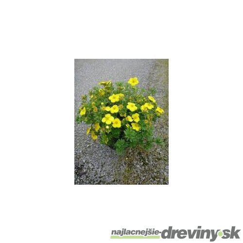 Nátržník krovitý Goldstar, 20/30 cm, v črepníku 1,5l Potentilla fruticosa Goldstar