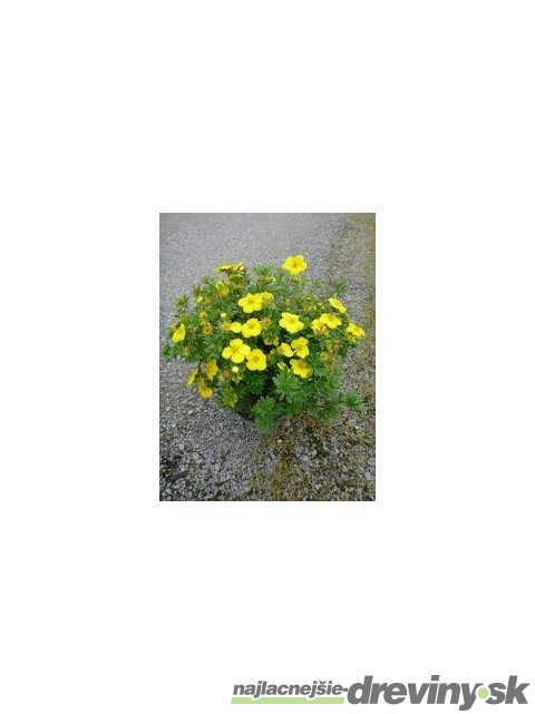 Nátržník krovitý Goldstar, 20/30 cm, v črepníku 1,5l Potentilla fruticosa Goldstar