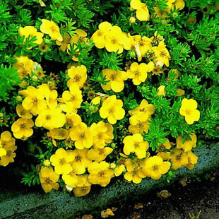 Nátržník krovitý Kobold, výška 25/35 cm, v črepníku Potentilla fruticosa Kobold