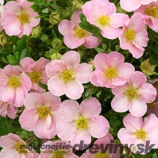 Nátržník krovitý Lovely Pink 25/35 cm, v črepníku 2l Potentilla fruticosa Lovely Pink