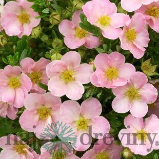 Nátržník krovitý Lovely Pink 25/35 cm, v črepníku 2l Potentilla fruticosa Lovely Pink