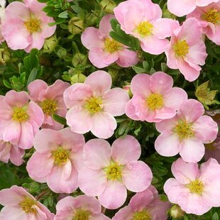 Nátržník krovitý Lovely Pink 25/35 cm, v črepníku 2l Potentilla fruticosa Lovely Pink