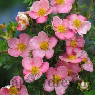 Nátržník krovitý New Dawn 25/35 cm, v črepníku 2l Potentilla fruticosa ‘New Dawn‘