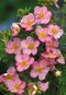 Nátržník krovitý New Dawn 25/35 cm, v črepníku 2l Potentilla fruticosa ‘New Dawn‘