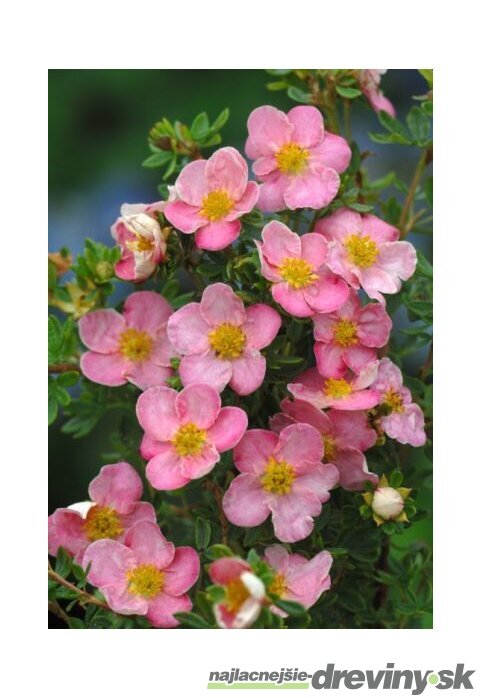 Nátržník krovitý ‘New Dawn‘, výška 15/+ cm, v črepníku Potentilla fruticosa ‘New Dawn‘