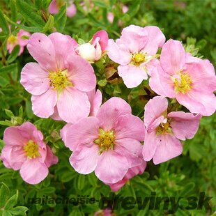 Nátržník krovitý Pink Lady, 20/30 cm, v črepníku 1,5l Potentilla fruticosa Pink Lady