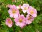 Nátržník krovitý Pink Lady, 20/30 cm, v črepníku 1,5l Potentilla fruticosa Pink Lady