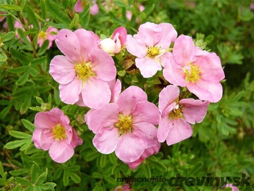 Nátržník krovitý Pink Lady, 20/30 cm, v črepníku 1,5l Potentilla fruticosa Pink Lady