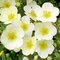 Nátržník krovitý Primrose Beauty, 20/30 cm, v črepníku 1,5l Potentilla fruticosa Primrose Beauty