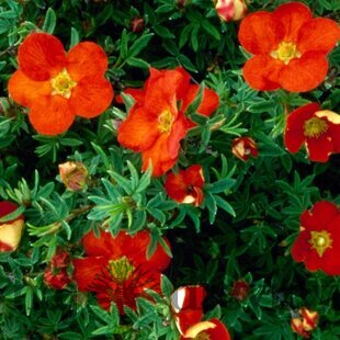 Nátržník krovitý Red Ace, 20/30 cm, v črepníku 1,5l Potentilla fruticosa Red Ace PBR