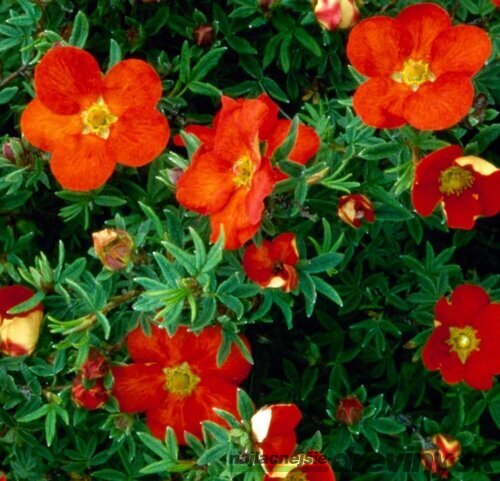 Nátržník krovitý Red Ace, 20/30 cm, v črepníku 1,5l Potentilla fruticosa Red Ace PBR