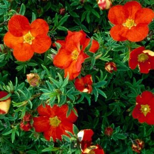 Nátržník krovitý Red Ace, 20/30 cm, v črepníku 1,5l Potentilla fruticosa Red Ace PBR