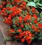 Nátržník krovitý Red Ace, výška 25/35 cm, v črepníku 3l Potentilla fruticosa Red Ace PBR