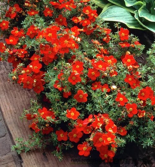 Nátržník krovitý Red Ace, výška 25/35 cm, v črepníku 3l Potentilla fruticosa Red Ace PBR