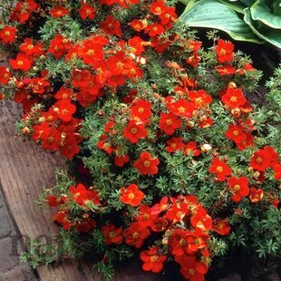 Nátržník krovitý Red Ace, výška 25/35 cm, v črepníku 3l Potentilla fruticosa Red Ace PBR