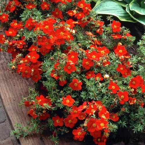 Nátržník krovitý Red Ace, výška 25/35 cm, v črepníku 3l Potentilla fruticosa Red Ace PBR