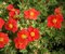 Nátržník krovitý Red Robin 10/15 cm, v črepníku Potentilla fruticosa Red Robin