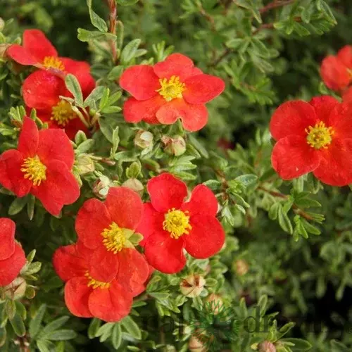 Nátržník krovitý Red Robin 10/15 cm, v črepníku Potentilla fruticosa Red Robin